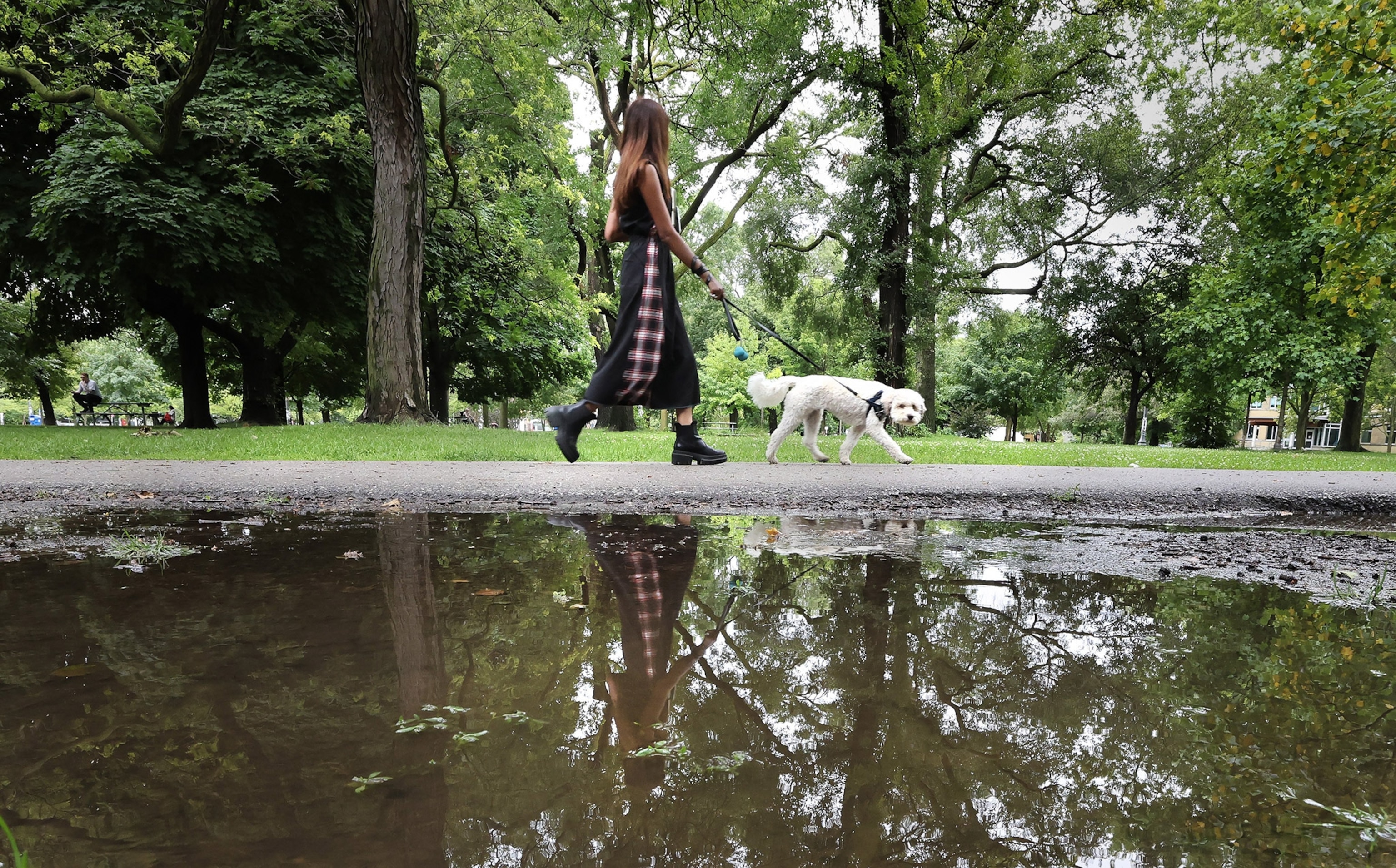 En kvinde går en hvid hund langs en parksti, mens en vandpyt i forgrunden viser deres spejlbillede, grønne grønne træer i baggrunden