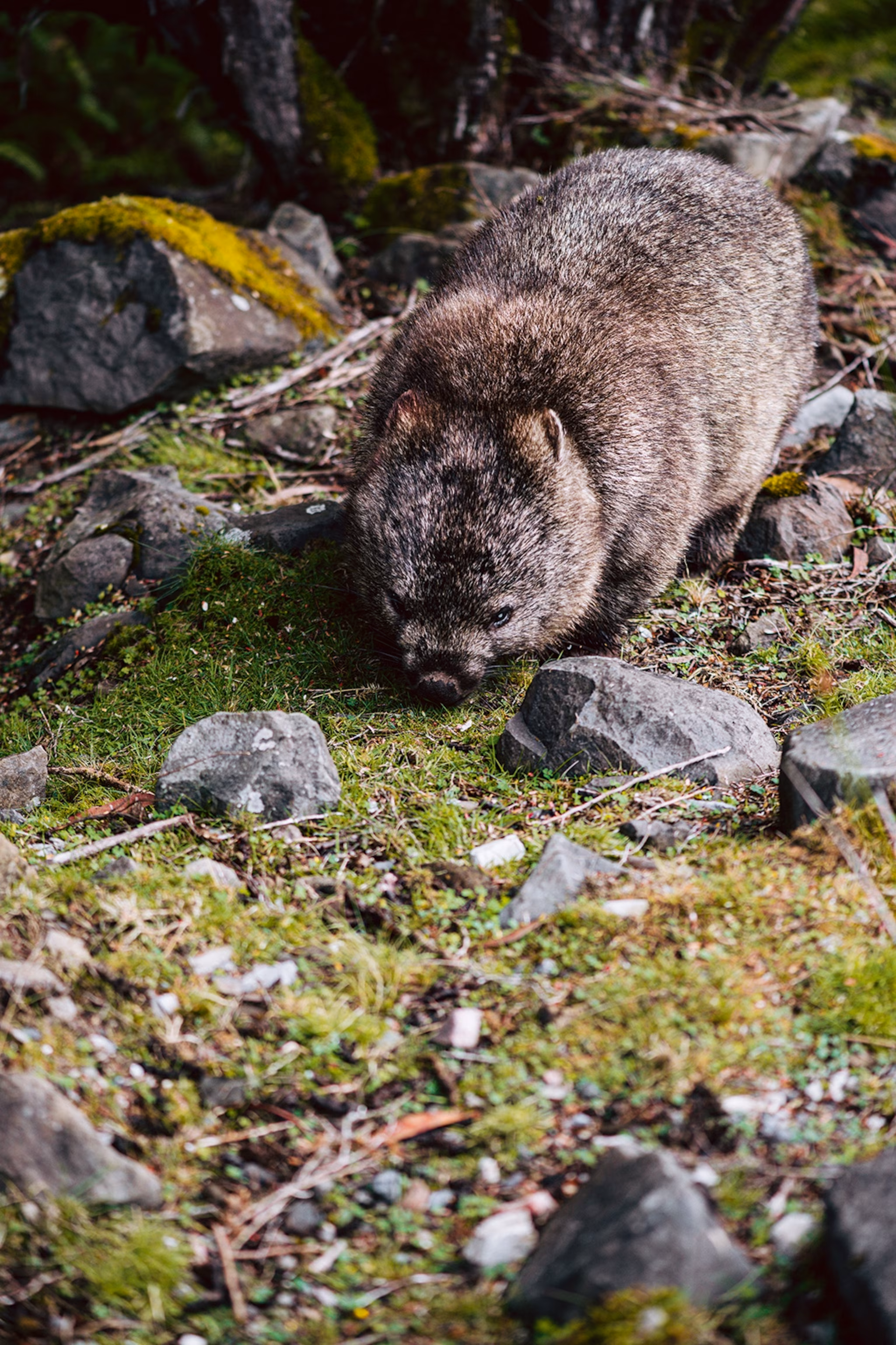 Et nærbillede af en wombat, et lille og rundt dyr med kort pels.