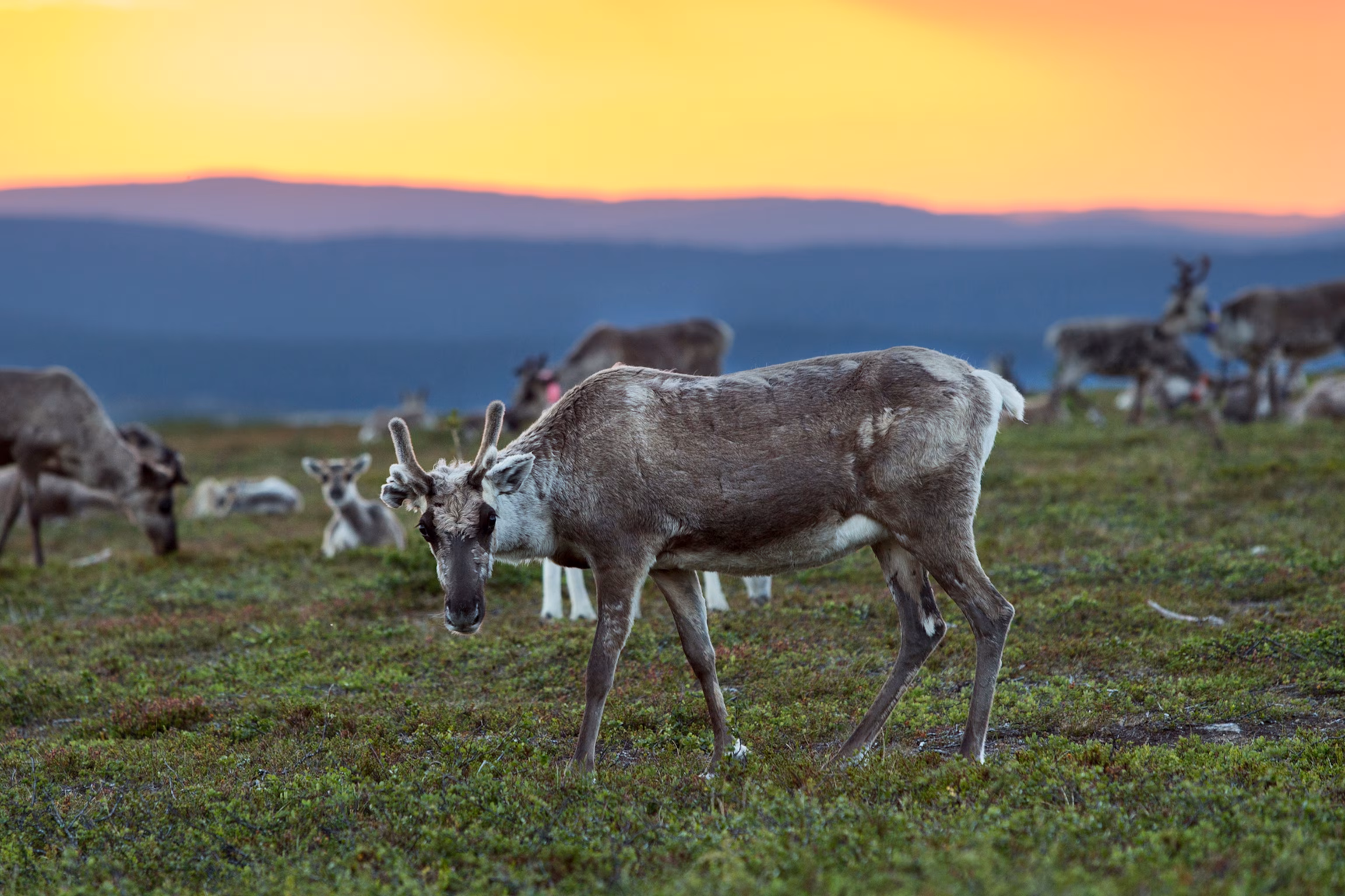 Et finsk rensdyr ser på kameraet