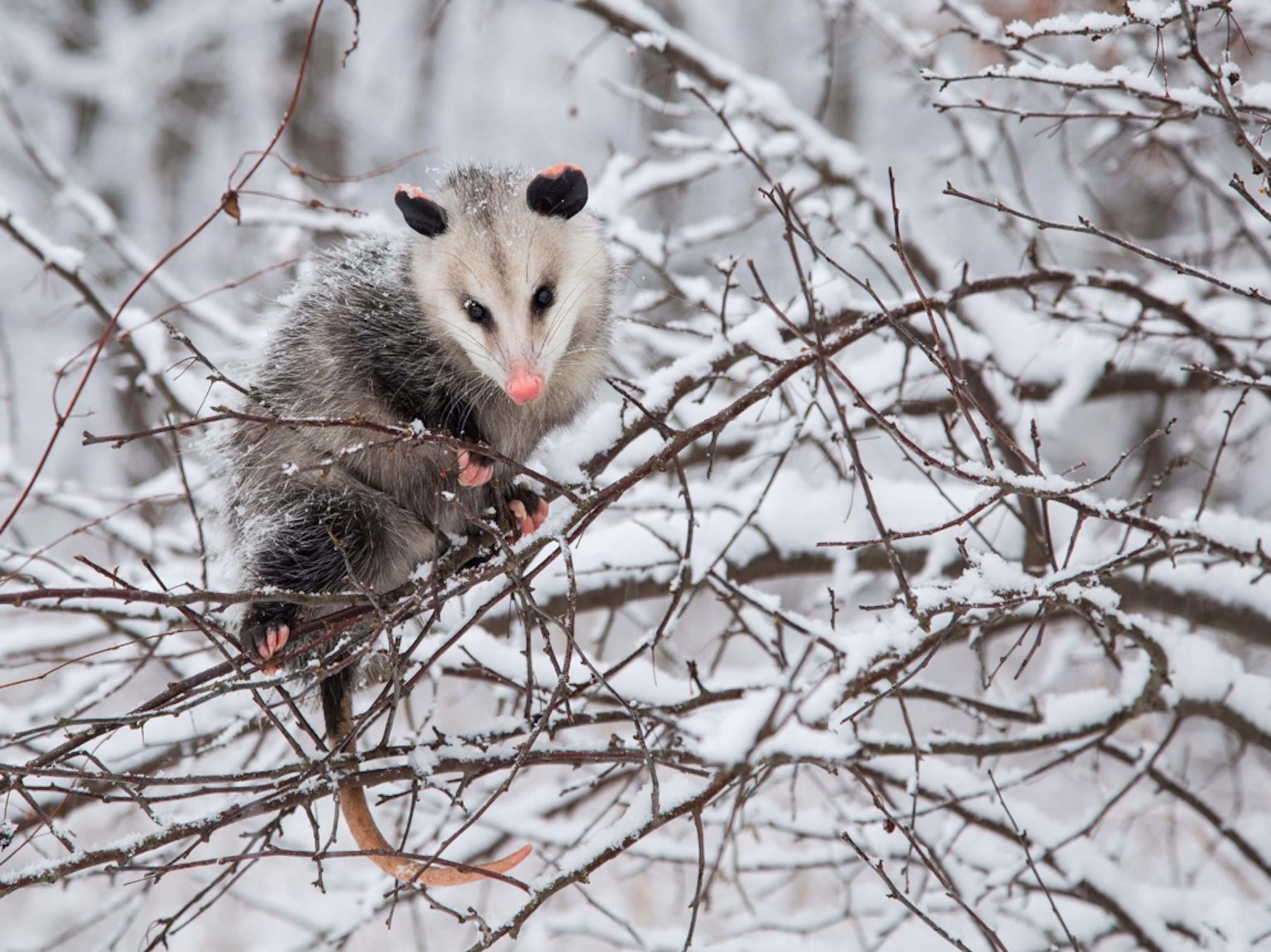 en opossum i sne, Cuyahoga Valley National Park, Ohio