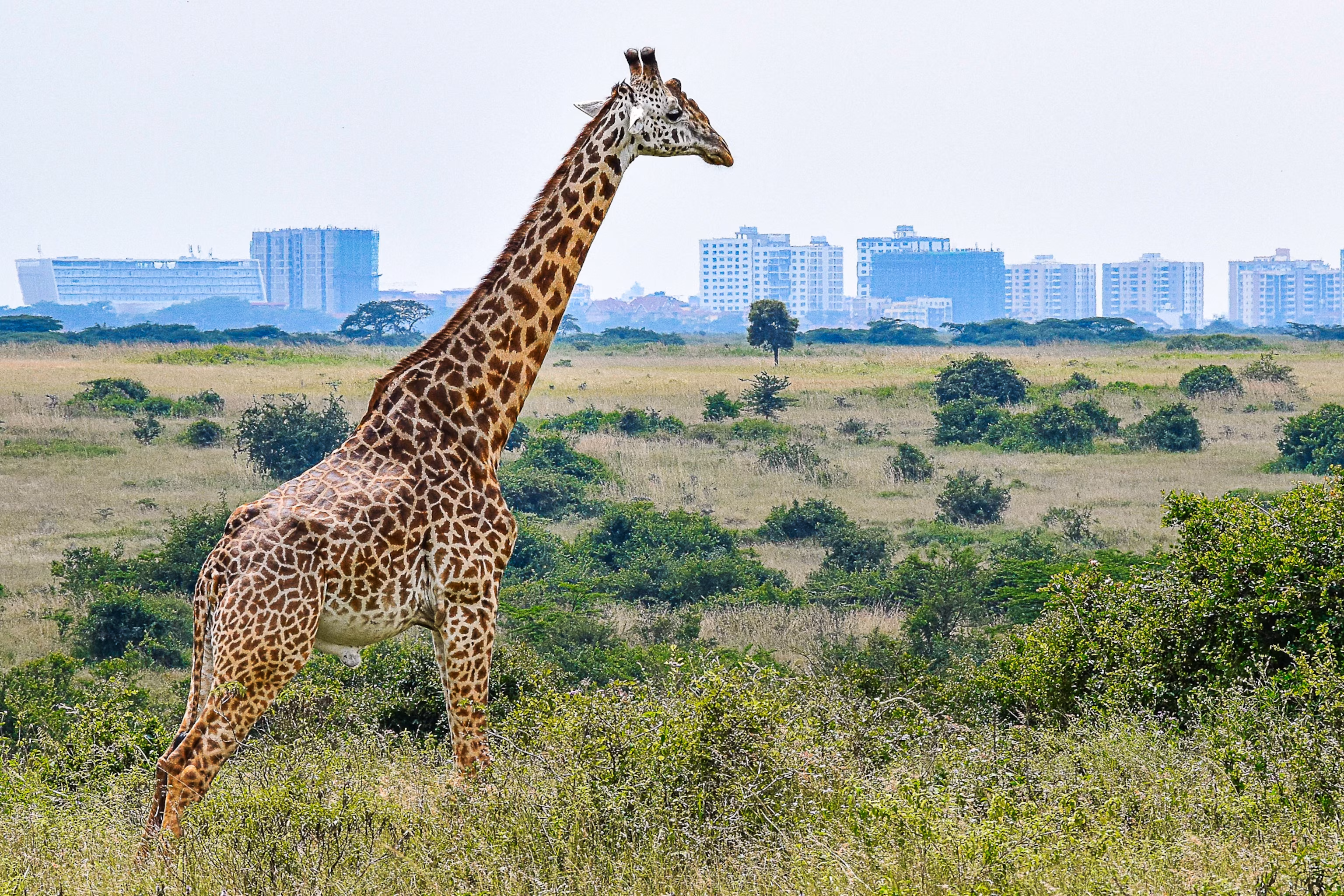 Giraf går i en nationalpark med Nairobi by i baggrunden.