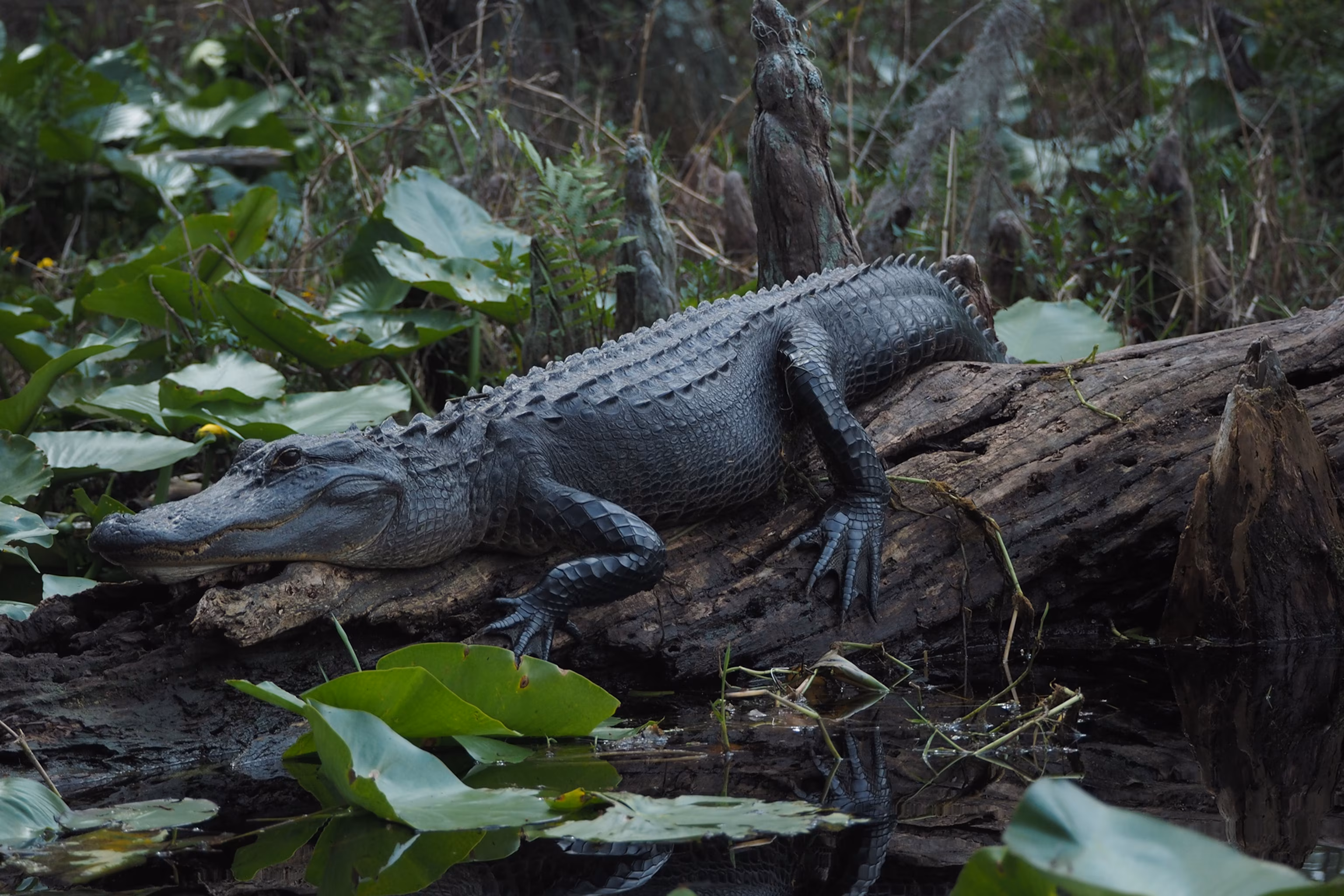 alligator i en sump