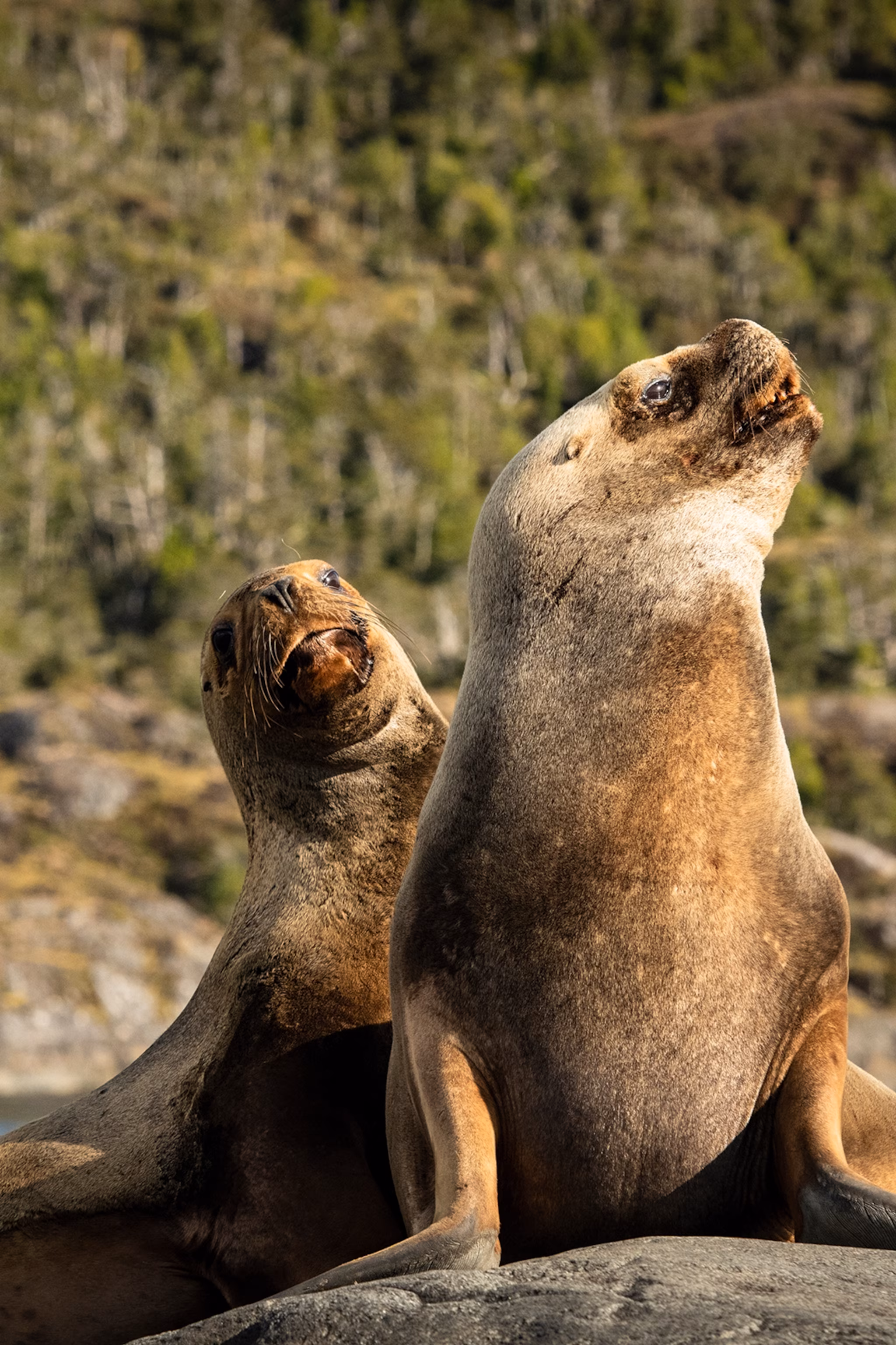 Et par søløver sad på en solbelyst sten i havet.