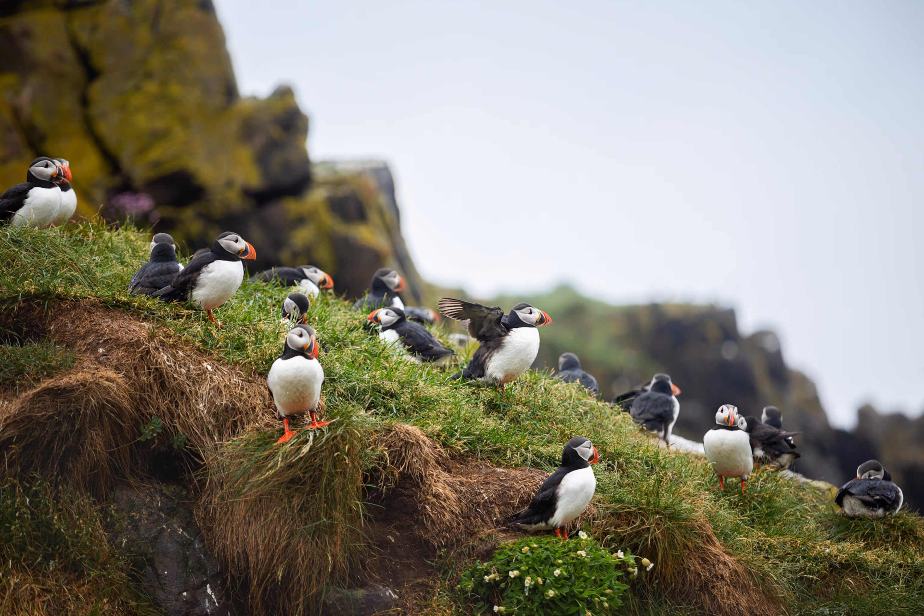En gruppe atlantiske søpapegøjer på Latrabjarg-klippen, Island