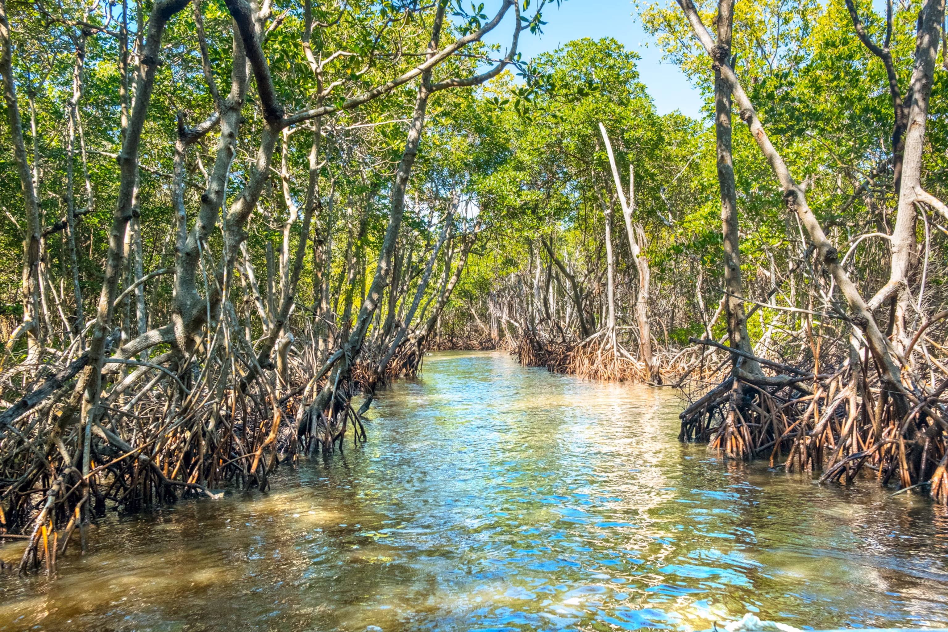 Mangroveskove langs den snoede Barron-flod i Everglades City, Florida.