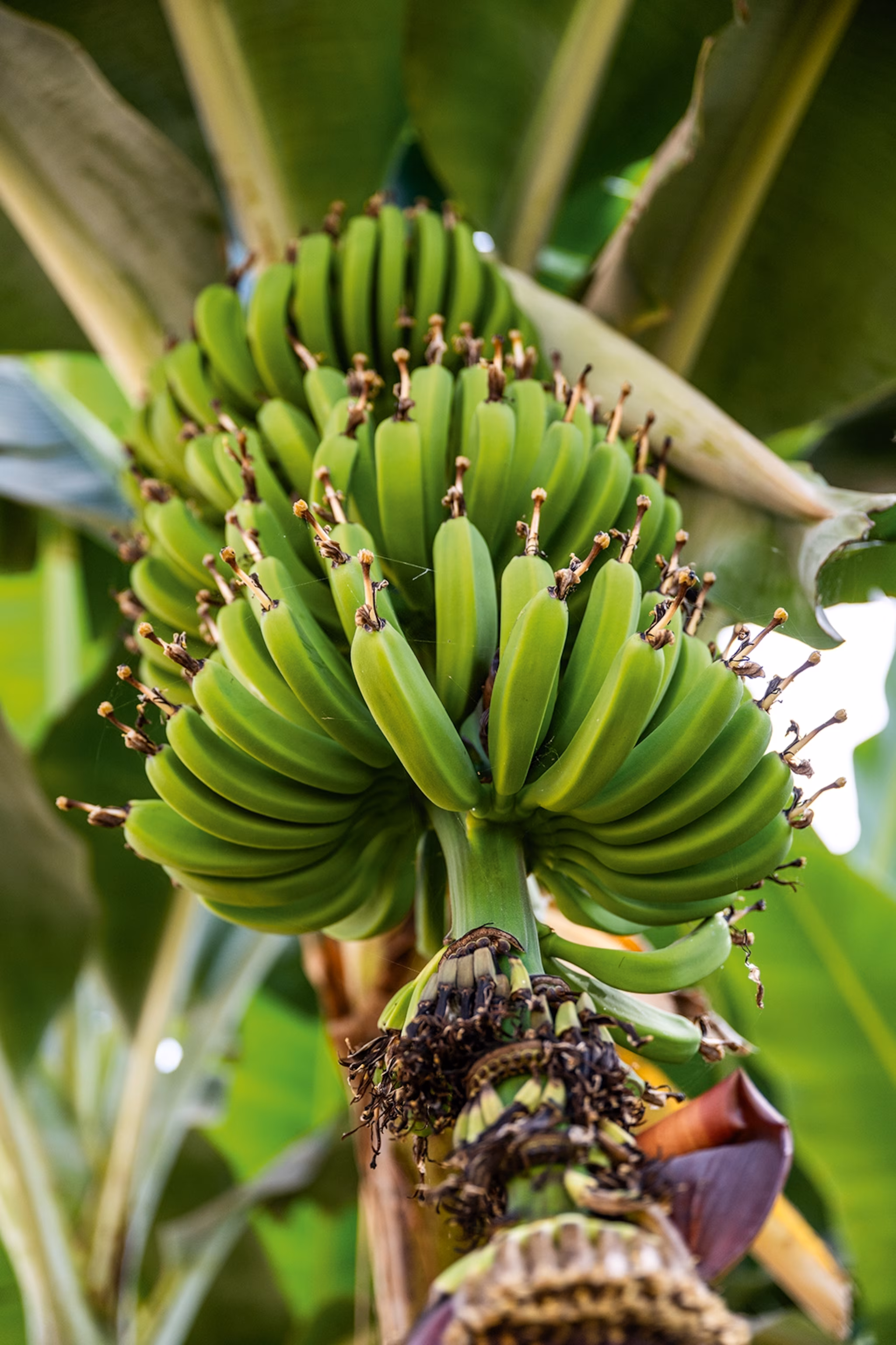 Et nærbillede af et banantræ.