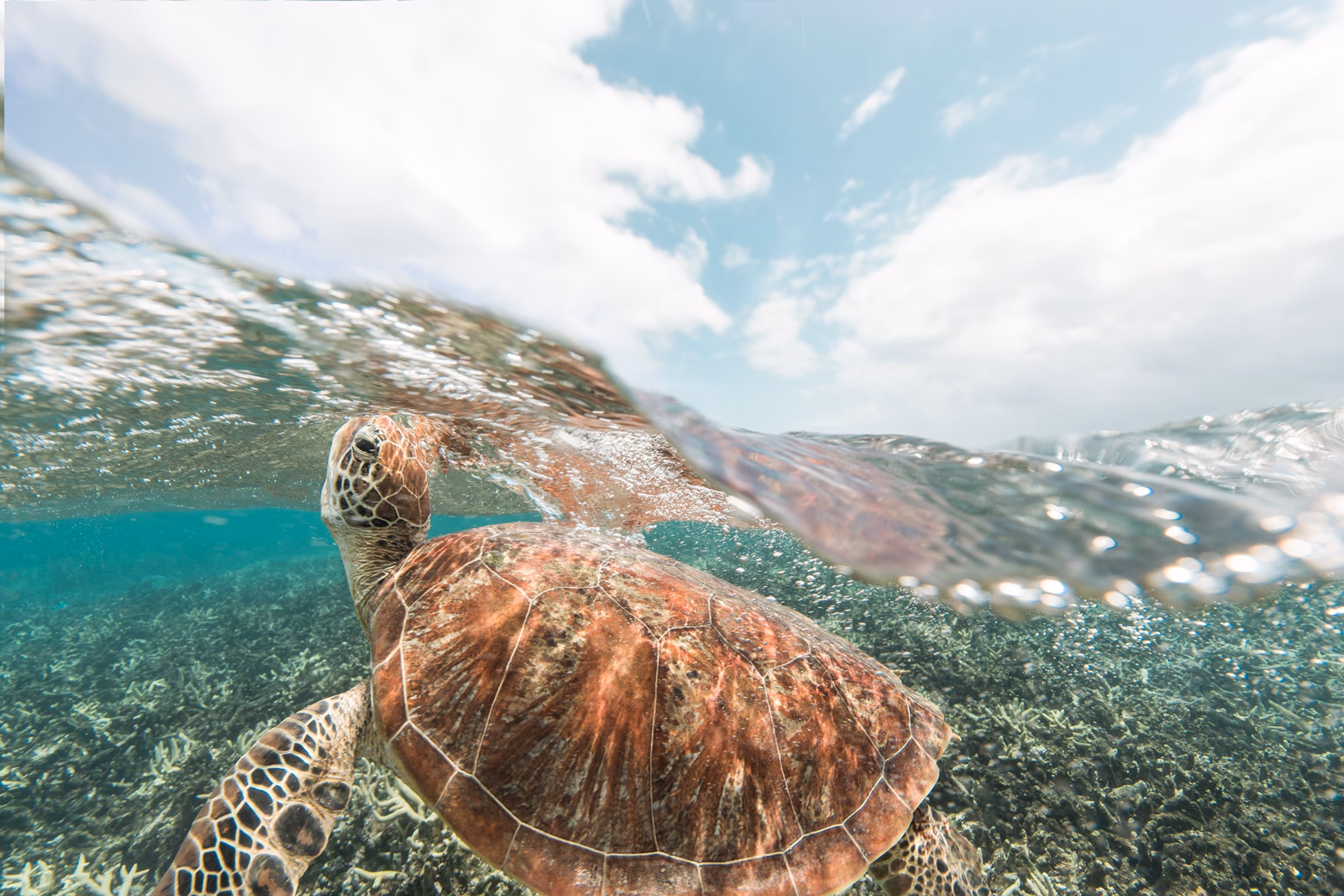 En grøn havskildpadde kommer til overfladen for at få luft over Great Barrier Reef.