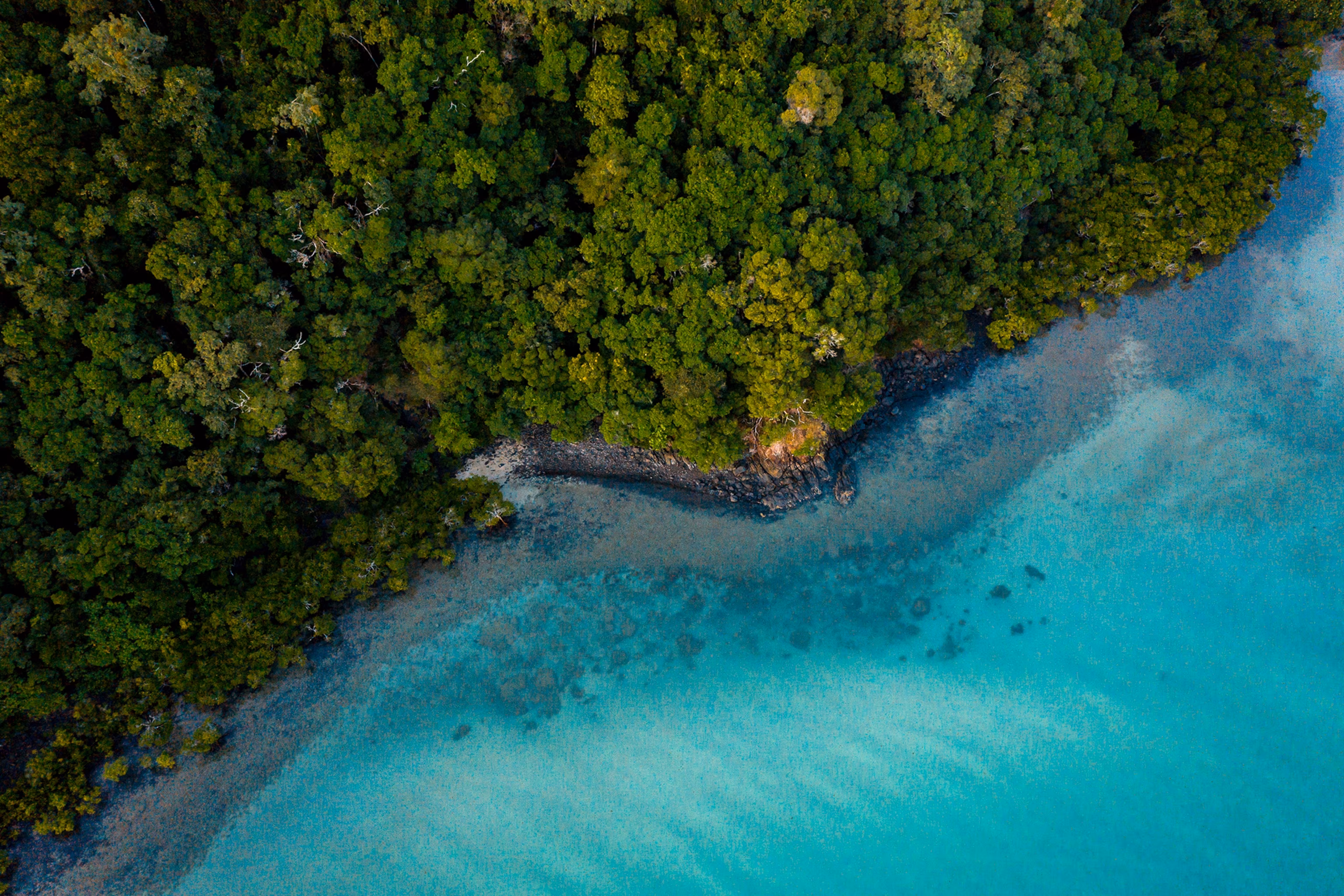 Fuglebillede af Cape Tribulations kyst, der går fra skov til hav.