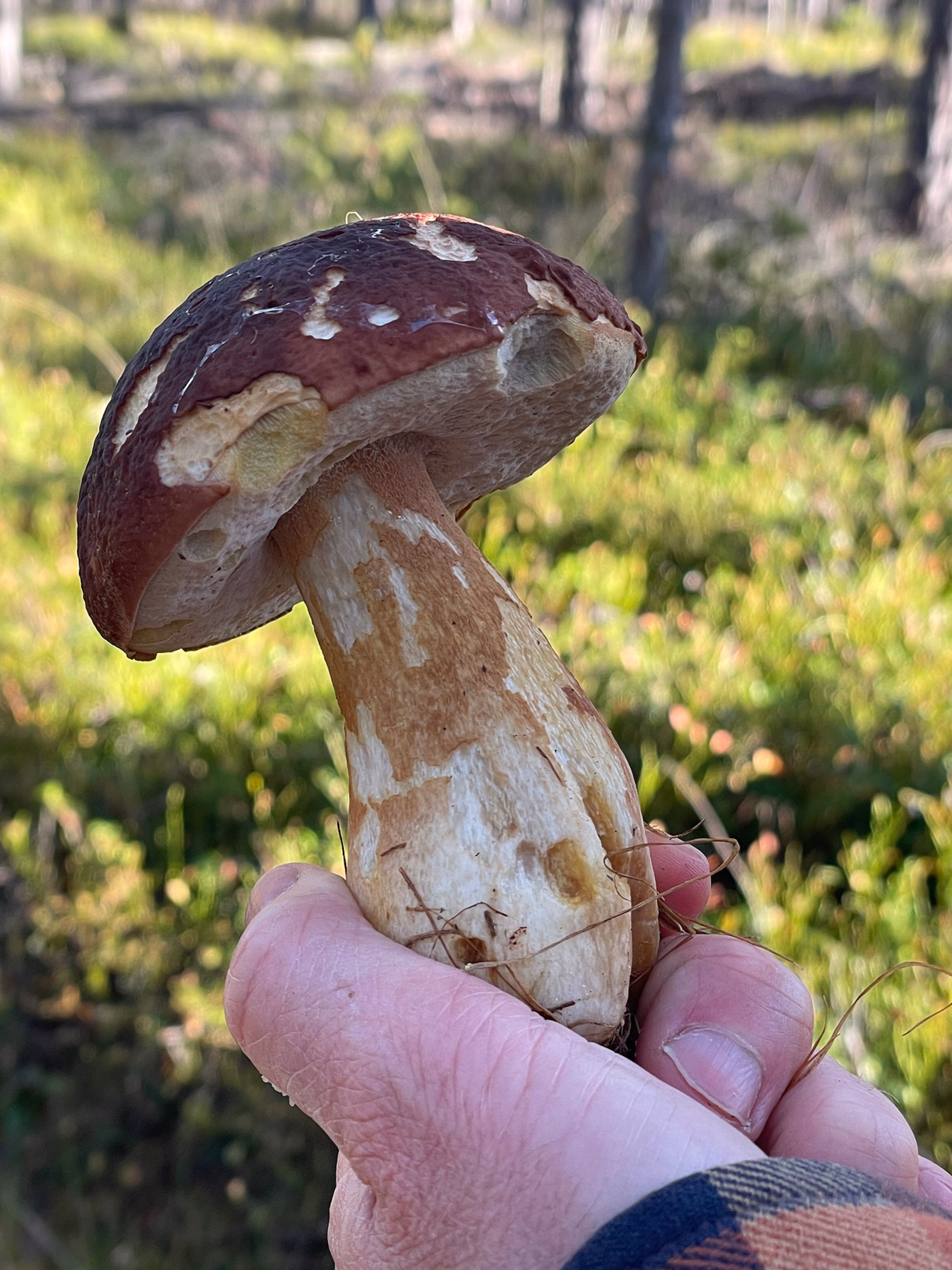 Vilde porcini-svampe plukket på sporet.