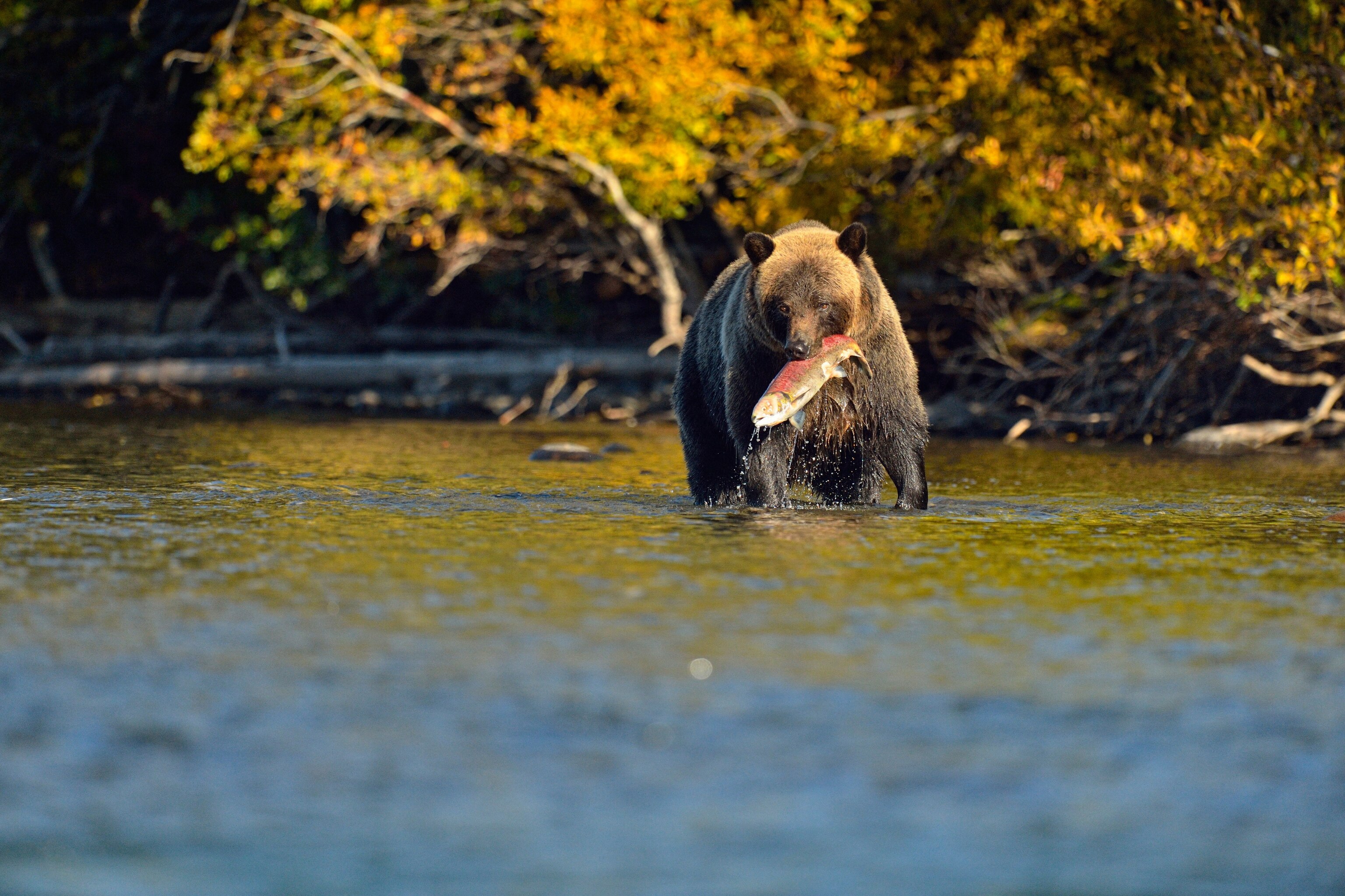 Grizzlybjørn med en laks i munden