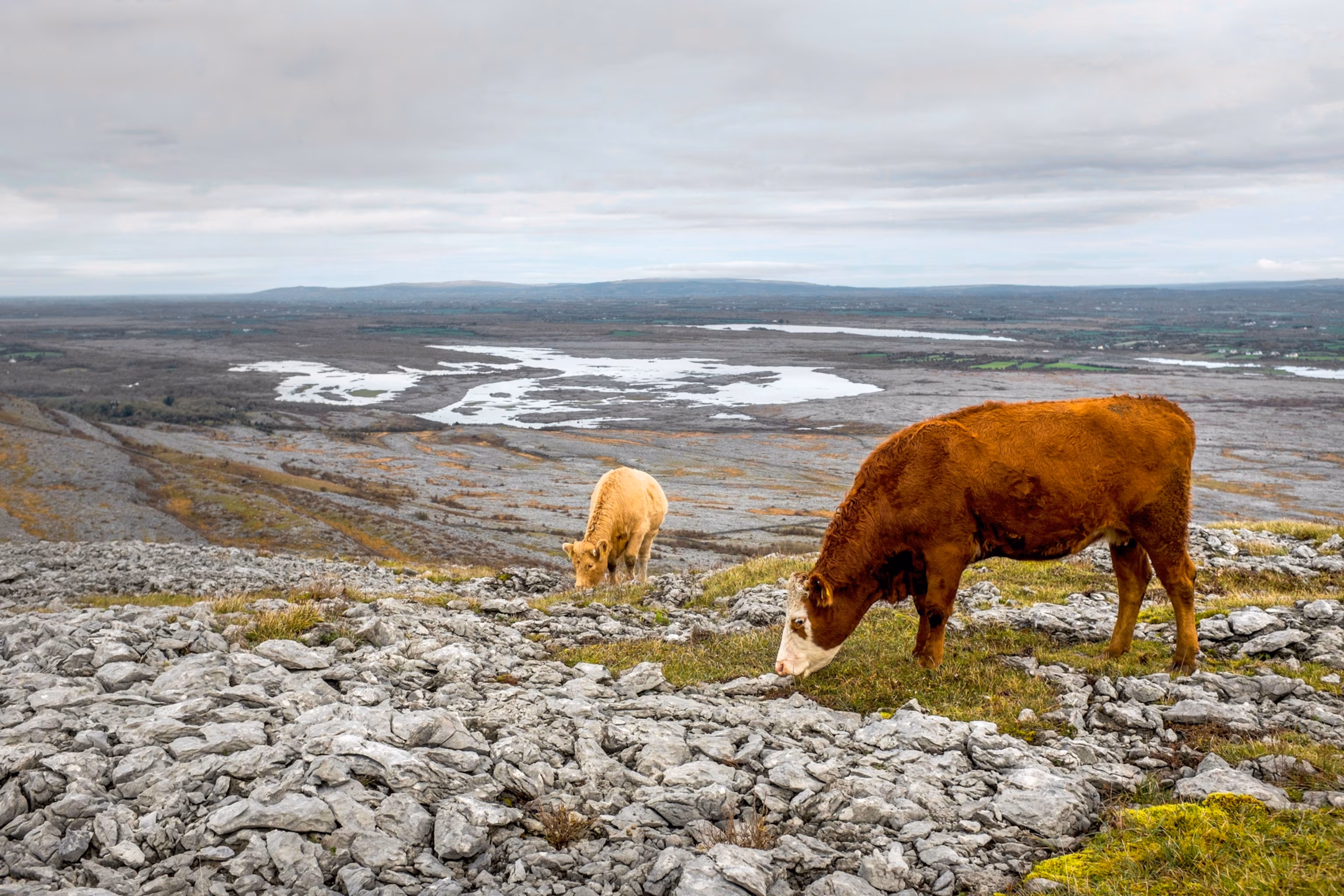 Burren National Park Rocky Eroded Landscape med køer og grå kalksten i Irland