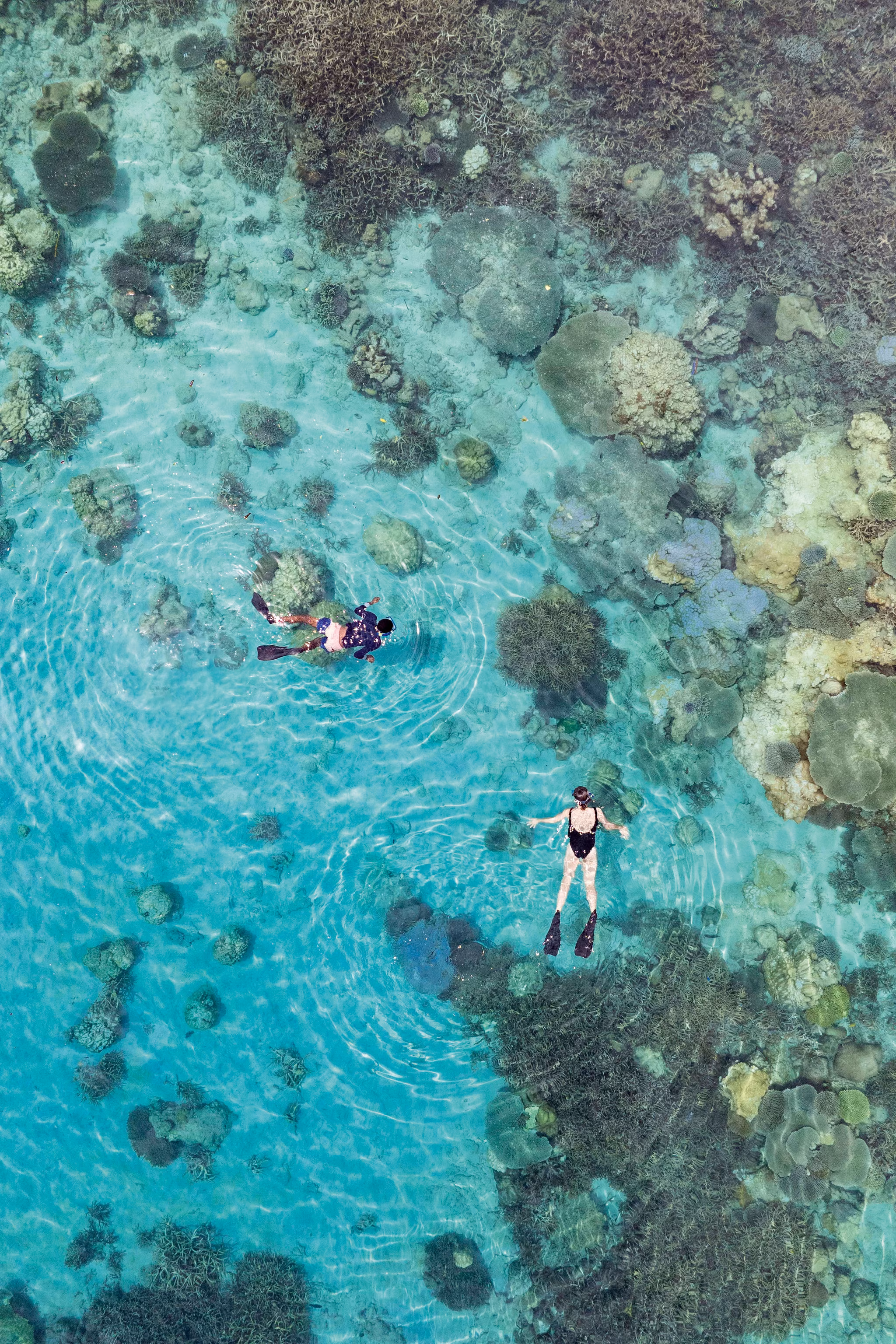 To personer snorkler hen over et koralrev